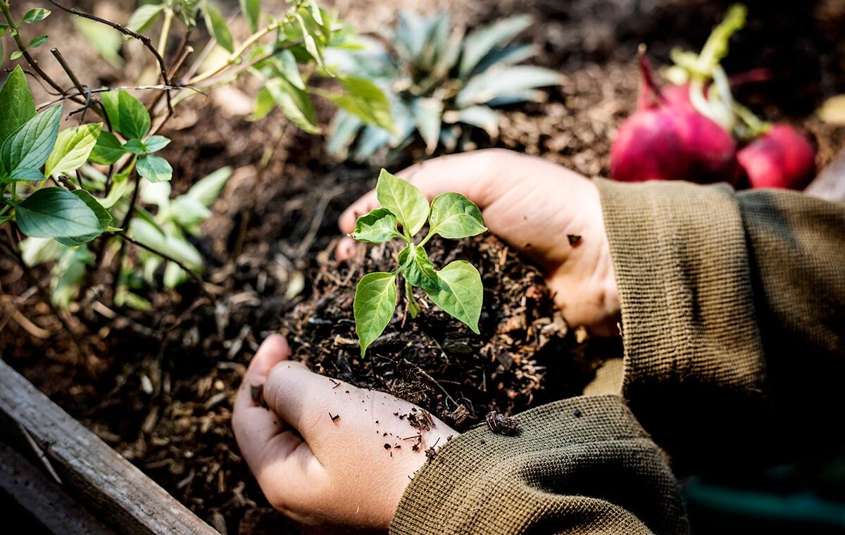 Cos’è il giardinaggio biologico e perché è importante per l’ambiente