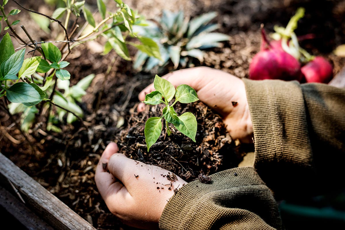 Cos’è il giardinaggio biologico e perché è importante per l’ambiente