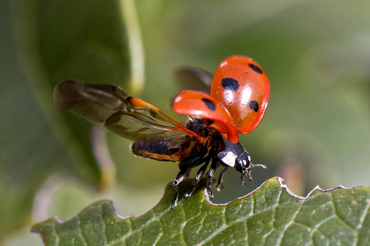 Antiparassitari naturali: strategie per la protezione delle piante senza l’uso di sostanze chimiche