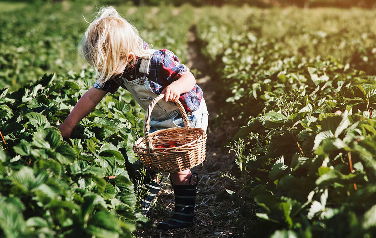 Utilizzi del Sangue Secco in Agricoltura: Un Concime Organico Azotato per Piante e Fiori